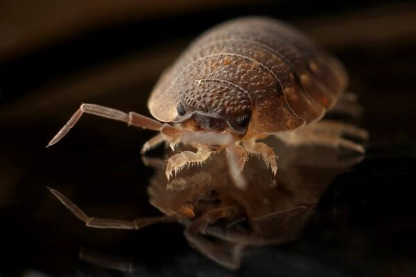 PEST CONTROL WELWYN, Hertfordshire. Pests Our Team Eliminate - Bed Bugs.