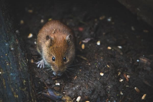 PEST CONTROL WELWYN, Hertfordshire. Pests Our Team Eliminate - Mice.