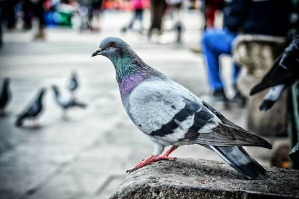 PEST CONTROL WELWYN, Hertfordshire. Pests Our Team Eliminate - Pigeons.