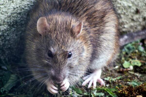PEST CONTROL WELWYN, Hertfordshire. Pests Our Team Eliminate - Rats.