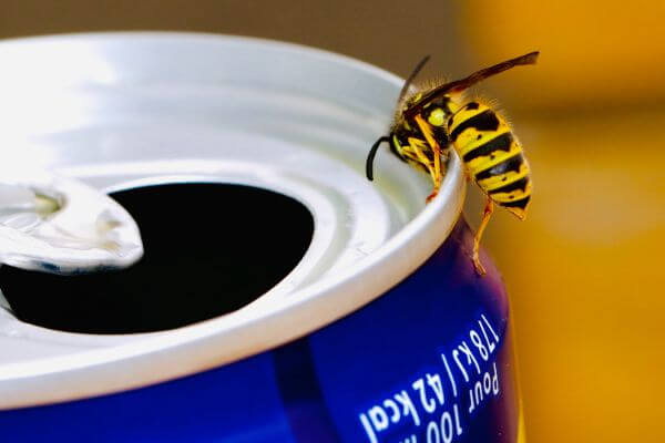 PEST CONTROL WELWYN, Hertfordshire. Pests Our Team Eliminate - Wasps.
